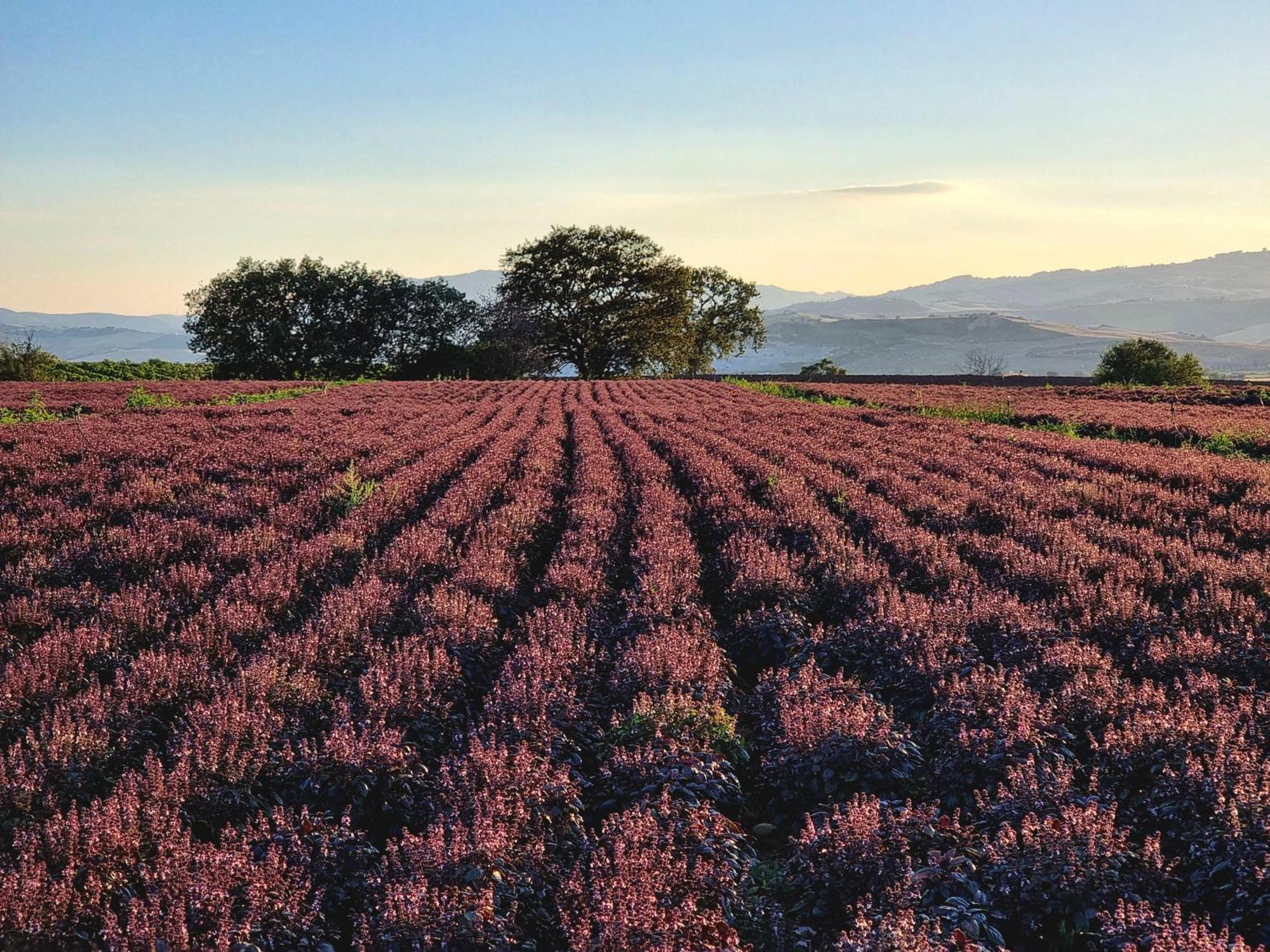 Agriturismo Essentia Dimora Rurale Larino Εξωτερικό φωτογραφία